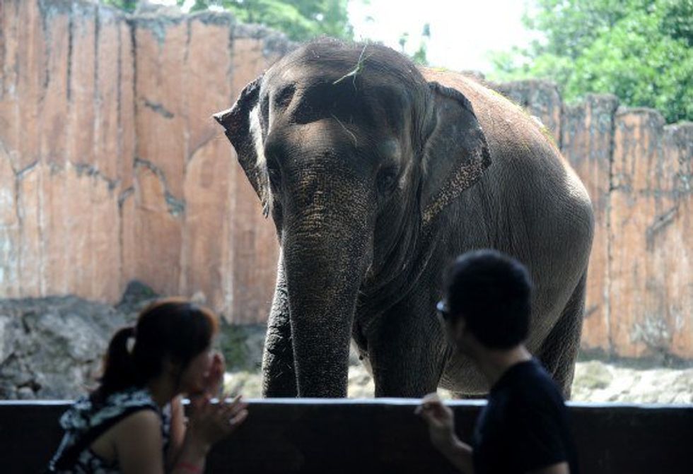 The Moral Dilemma Of Zoos