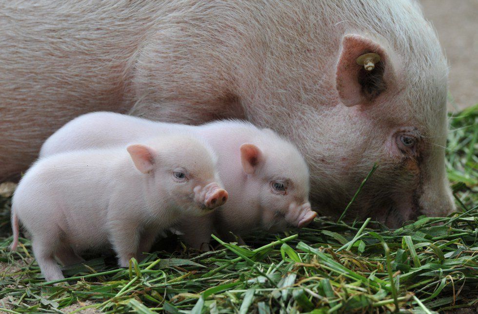 Don't Fall For The Teacup Pig Trend