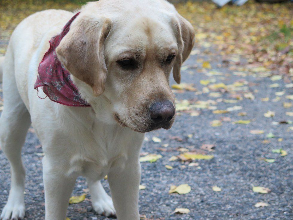 Life Through A Dog's Eyes