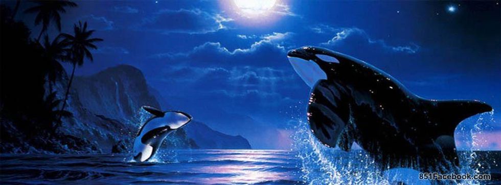 My Spirit Animal Is An Orca whale?