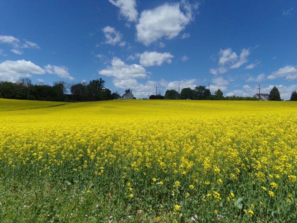 Lehigh Valley Summer: The Field Of Flowers