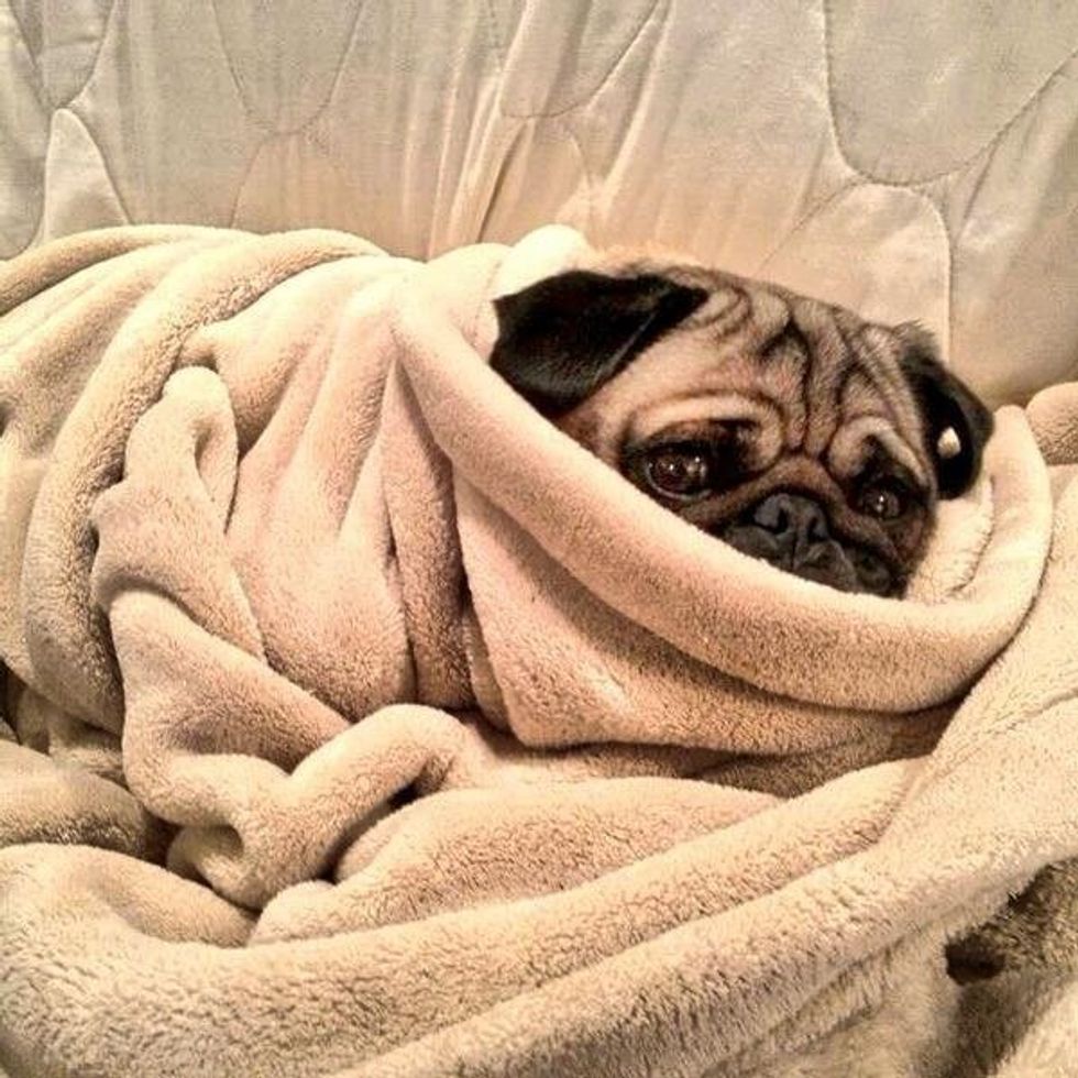 11 Reasons Pugs Are The Best