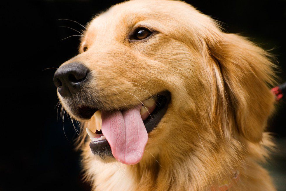 How Growing Up With A Golden Retriever And An Atheist Agenda Has Impacted Me