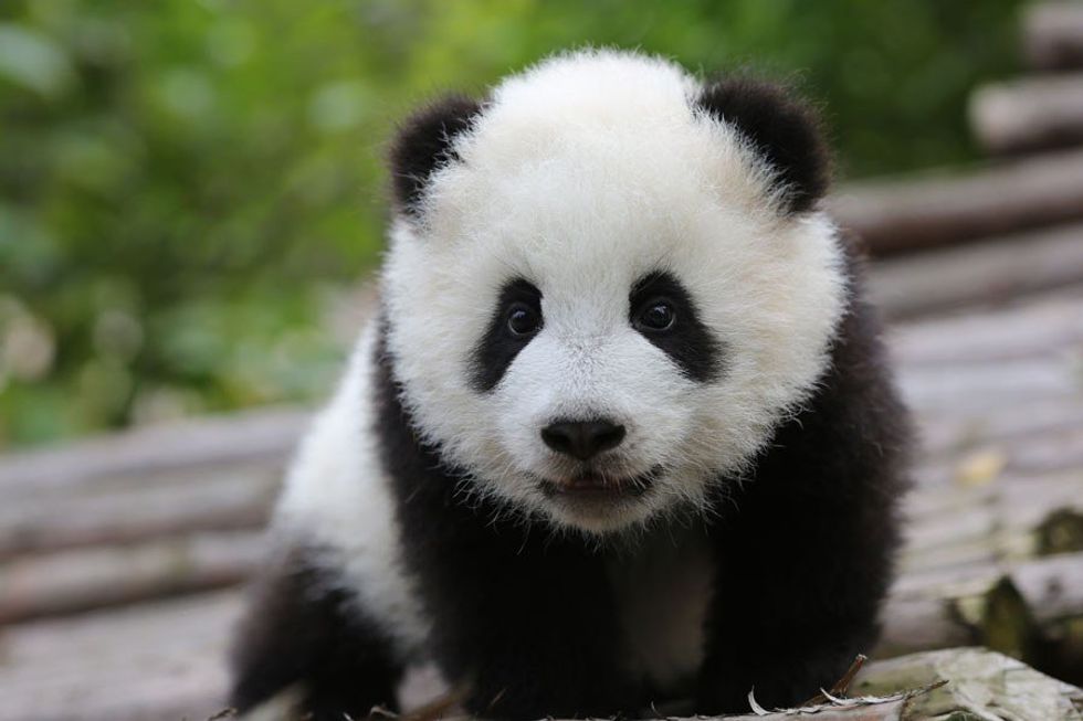 11 Reasons To Love Giant Pandas