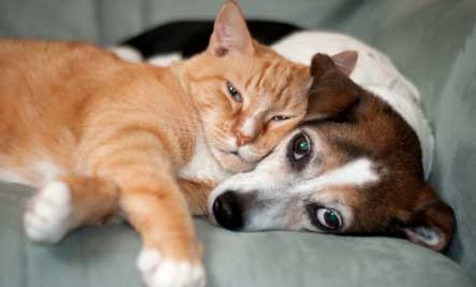 18 Photos Of Cats And Dogs Loving Each Other