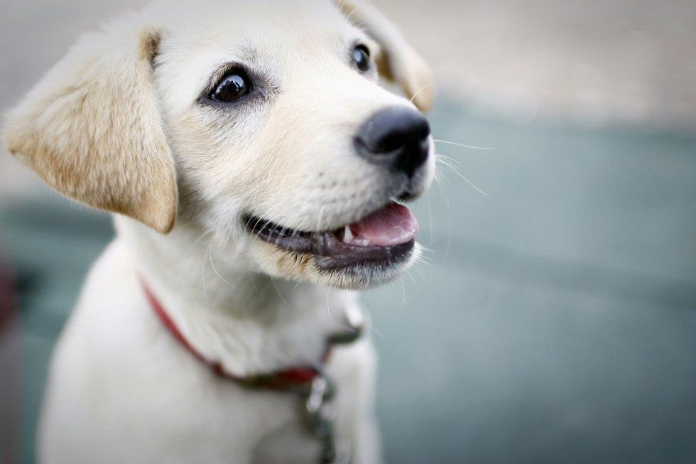 7 Times Psychology Explains Your Puppy Love