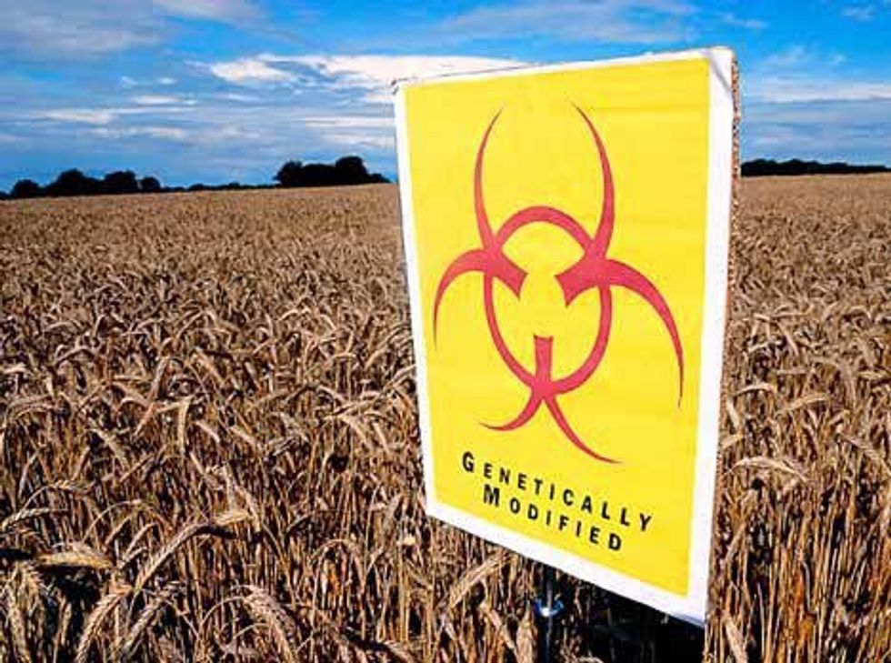 Genetically Modified Organisms: Friend or Foe?