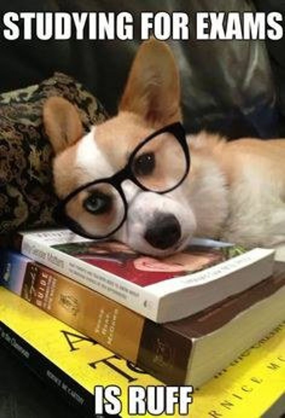 12 Corgis To Get You Through Finals Week