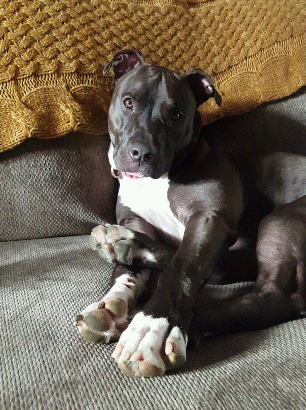 What It's Really Like Owning A Rescue Pit Bull