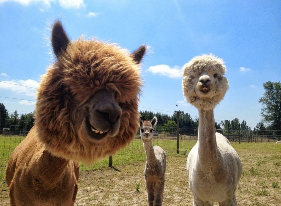 Alpacas Are The Next Alpha Animal