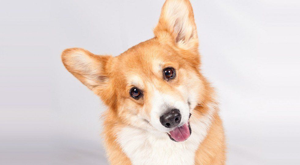 15 Corgi Gifs To Get You Through Finals Week