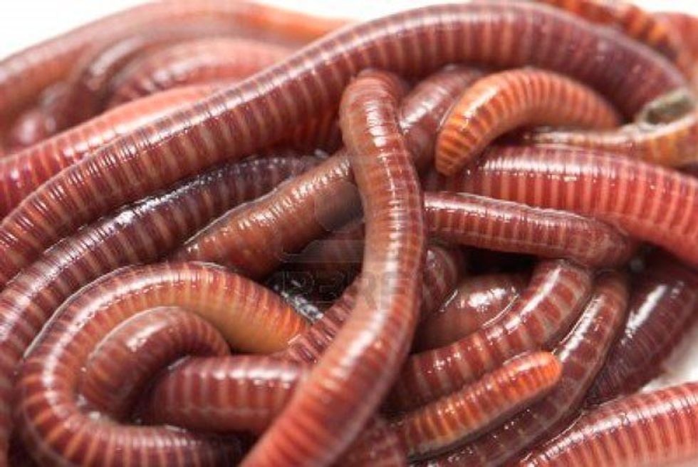 It's About Time We Thought More About Worms