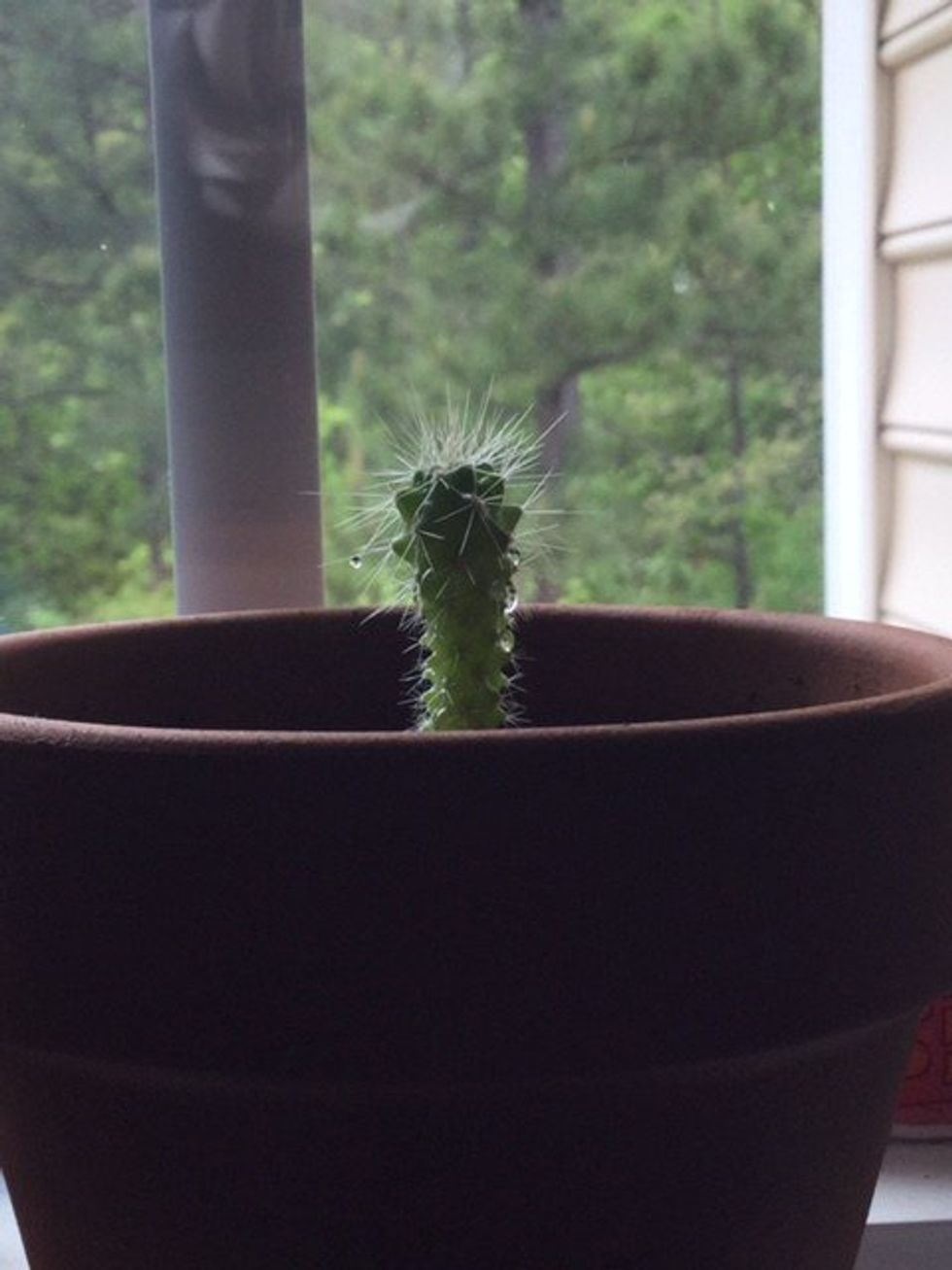 Lessons From A Cactus