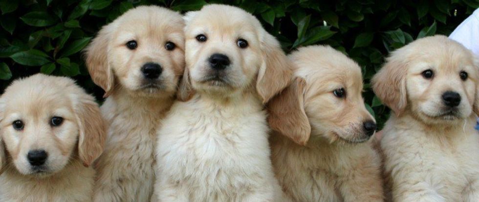 Ten Reasons Why You Should Own a Golden Retriever