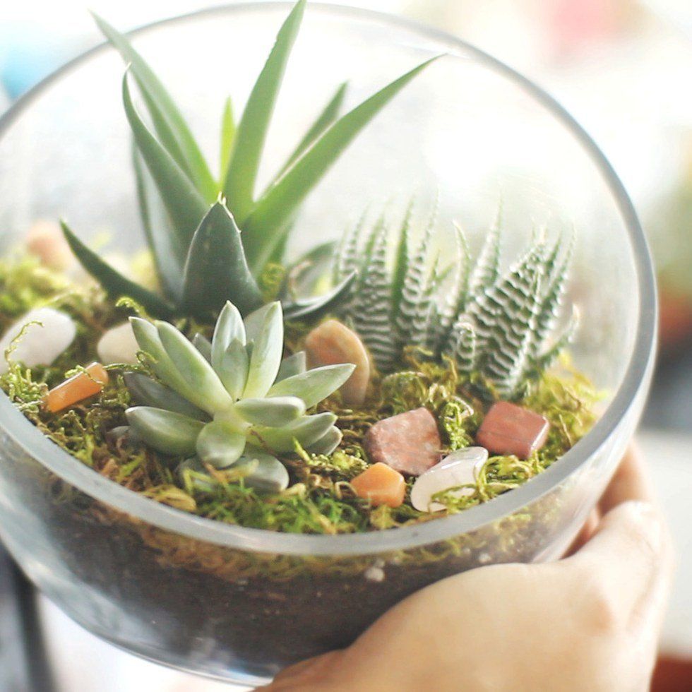 DIY Succulent Terrariums