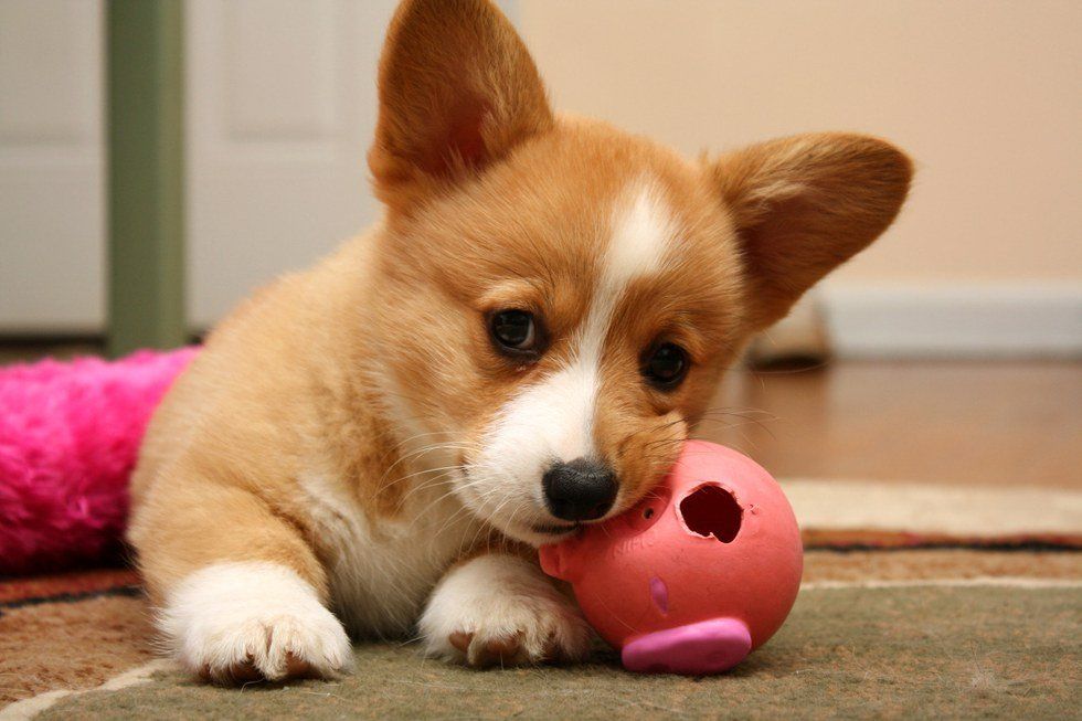 14 Facts Every Corgi Fan Should Know