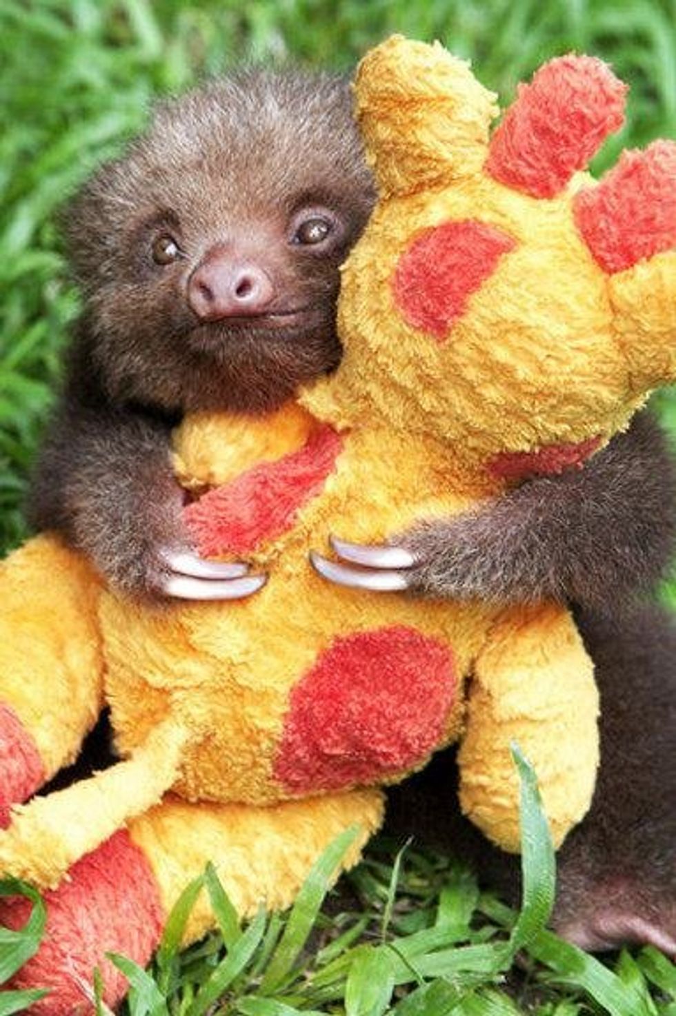 Why We Love Sloths So Much