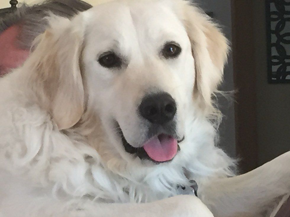 15 Golden Retriever Gifs You Need To See Right Now