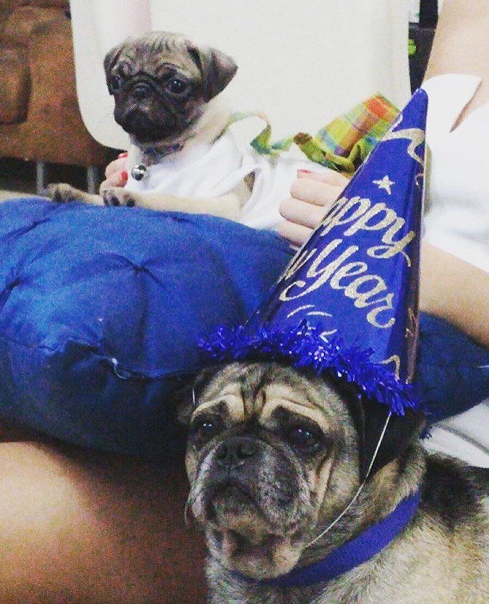 12 Reasons Why Pugs Are Better Than Anything Else On This Planet