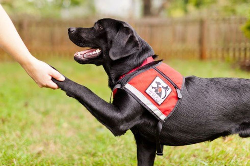 An Open Letter To All Service Dogs