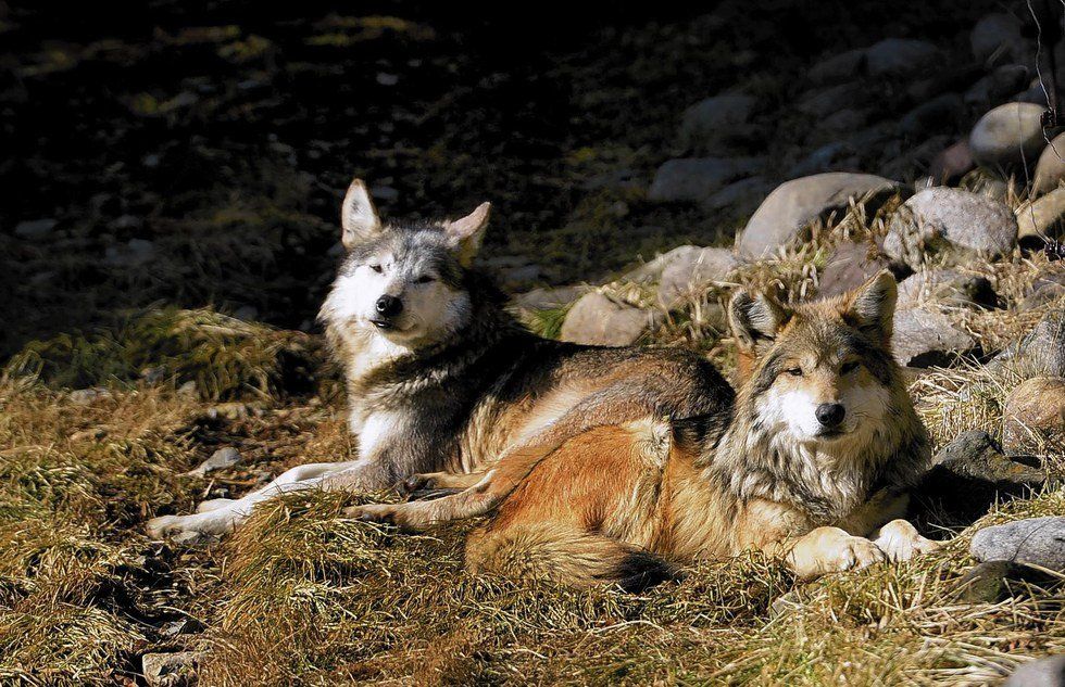 A Zoo In Your Backyard, And You Didn't Even Know It