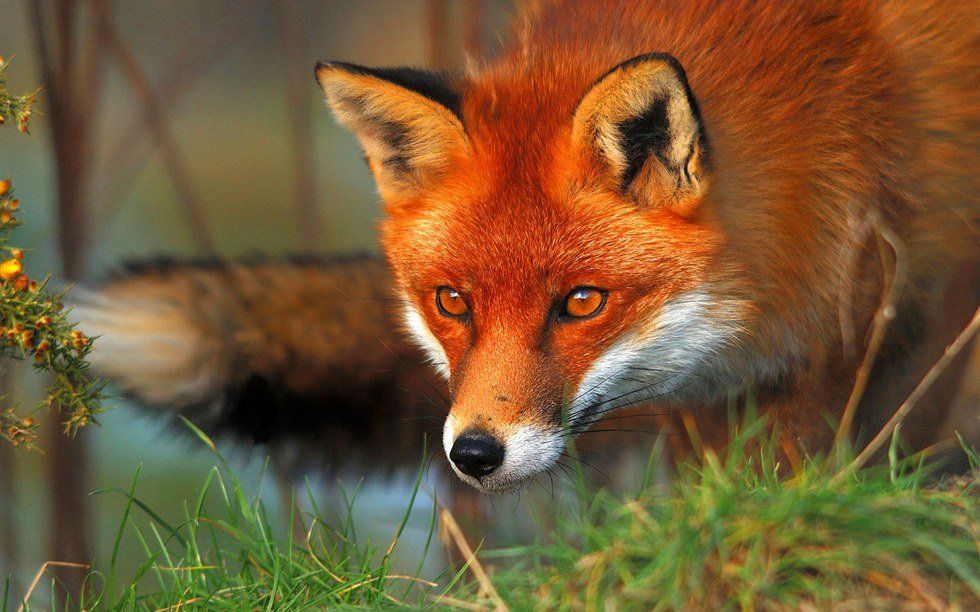 Under-appreciated: The Red Fox