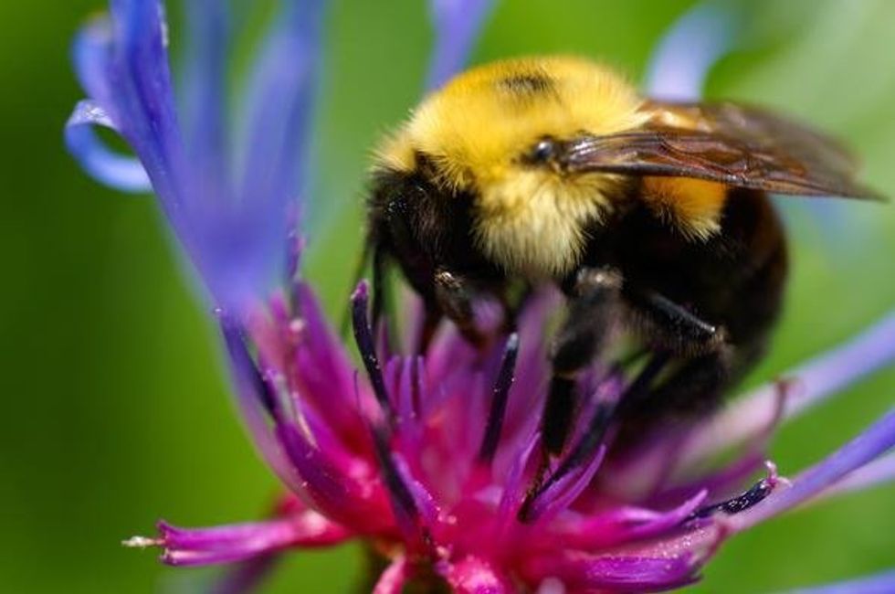 Black And Yellow (Black And Yellow): 8 Bizzare Facts About Bees