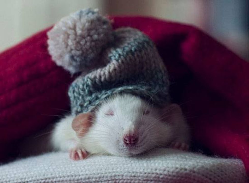 11 Reasons Why You Should Love Rats