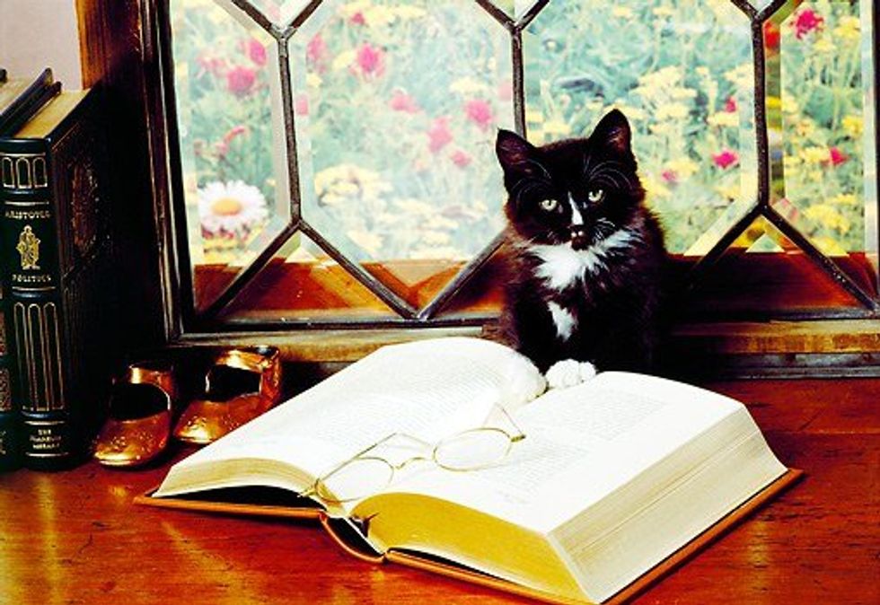 Diary Of A Cat