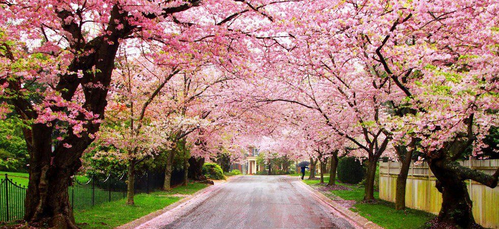 Life Is Like A Cherry Blossom Tree