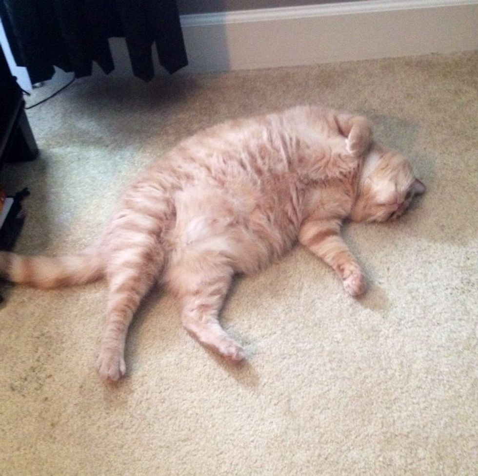 11 Perks Of Owning A Fat Cat