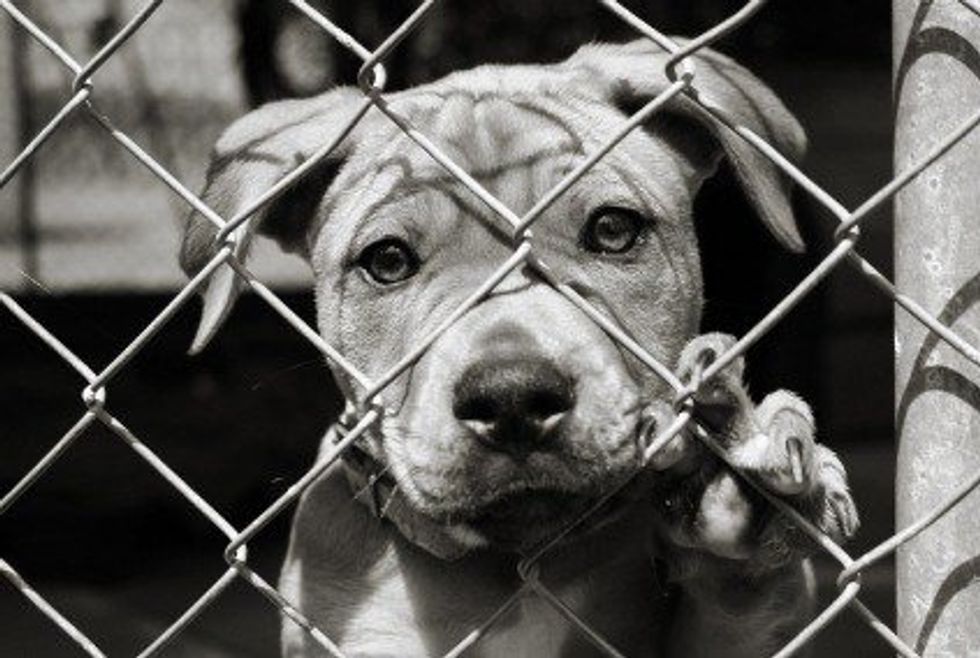 8 Reasons College Students Should Volunteer At Their Local Animal Shelters