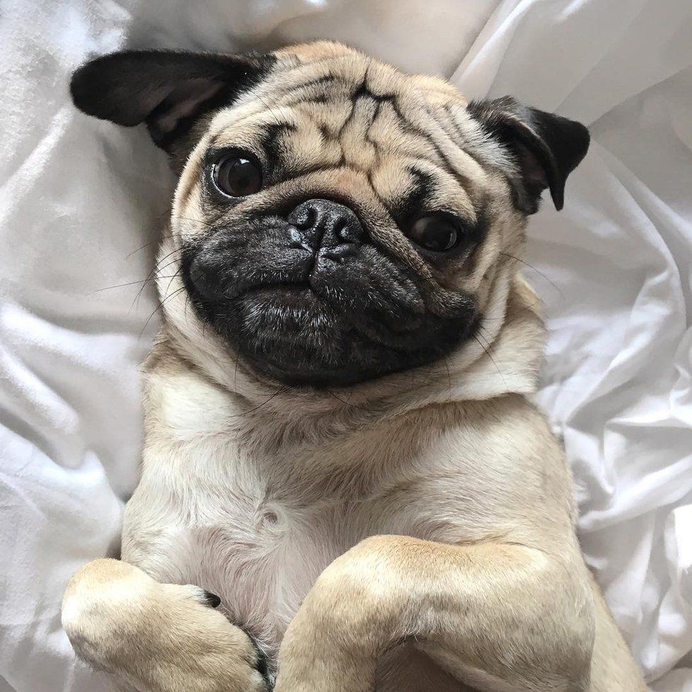 12 Ways Doug The Pug Understands Us