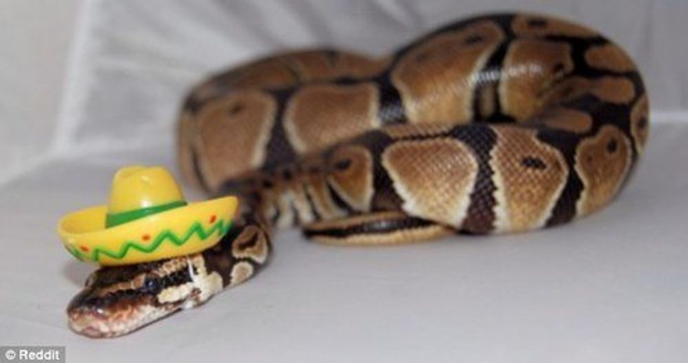 11 Lesser-Known Reasons Why Snakes Make Great Pets