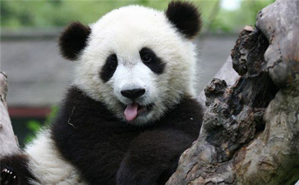 Fun Facts About Giant Pandas