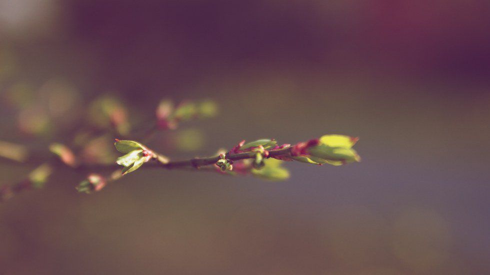 The Stages Of A New England Spring