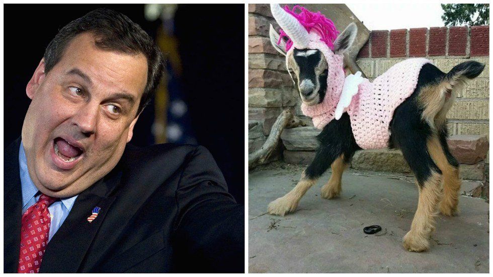 11 Goats Wearing Costumes Who Would Make Better Governors Than Chris Christie