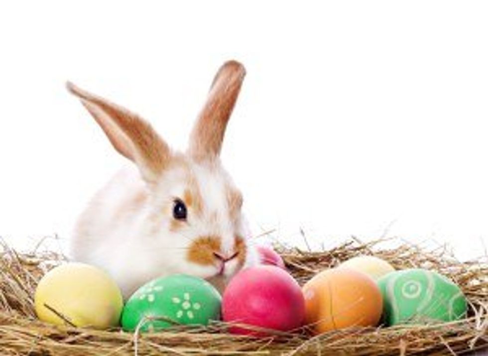 Don't Buy Brightly Colored Bunnies This Easter