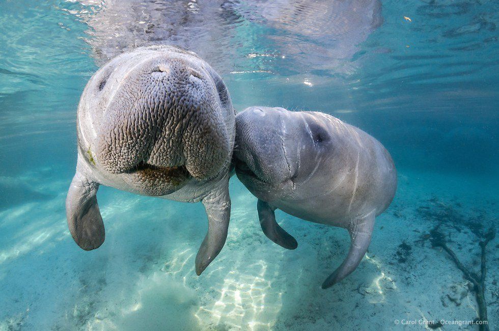 Manatees Are Making A Comeback!