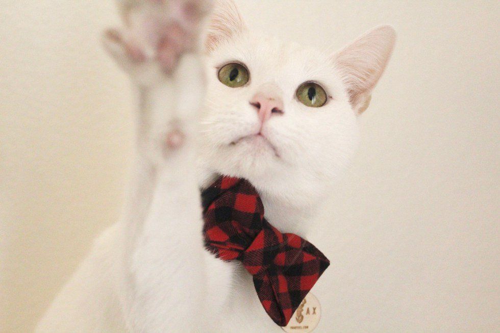 8 Cats Wearing Bow Ties On Instagram You Should Follow