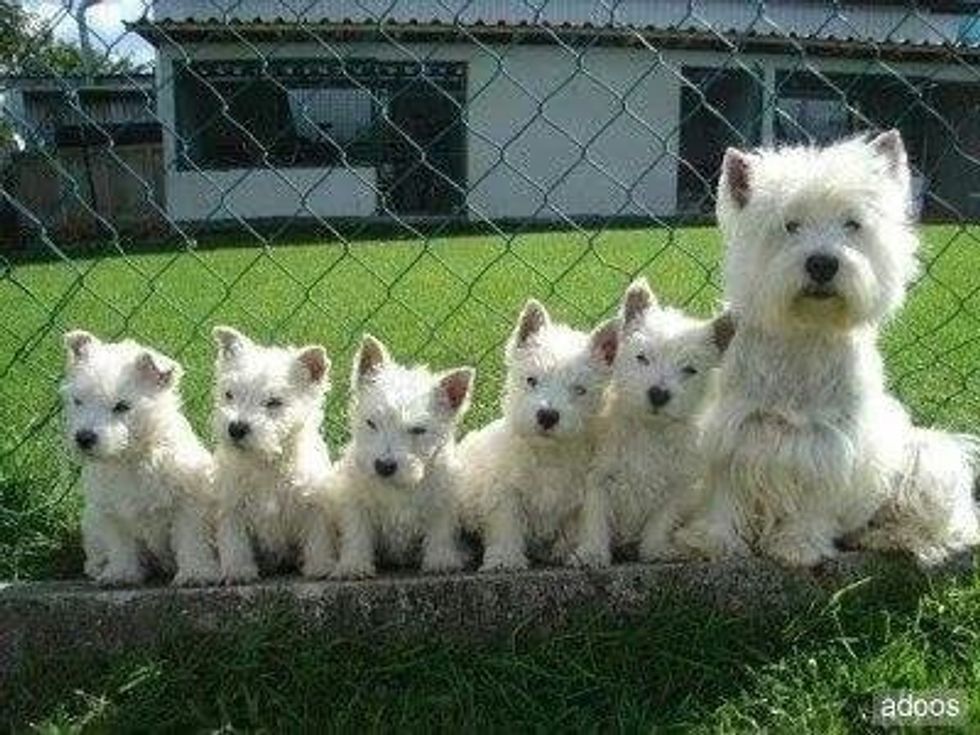 7 Reasons Why Westie Dogs Are The Best