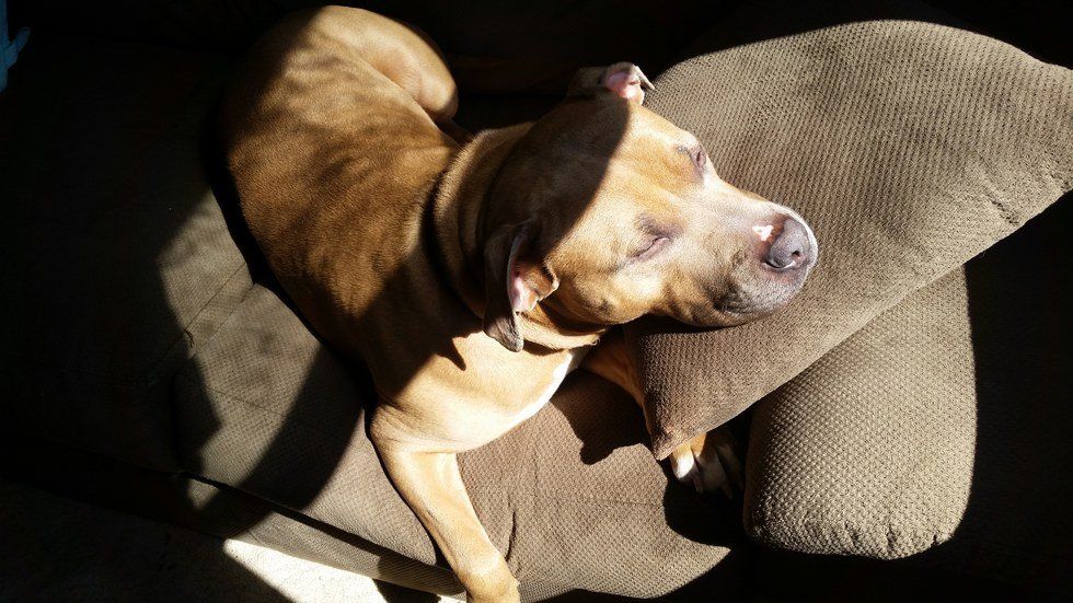 Six Reasons Why Pit Bulls Are A Dangerous Breed