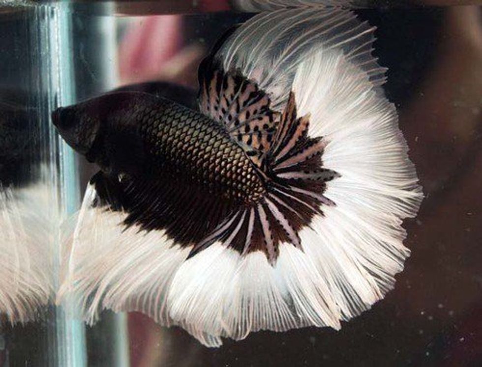 Your Future Betta Fish Is Sick - And You Might Not Even Know It