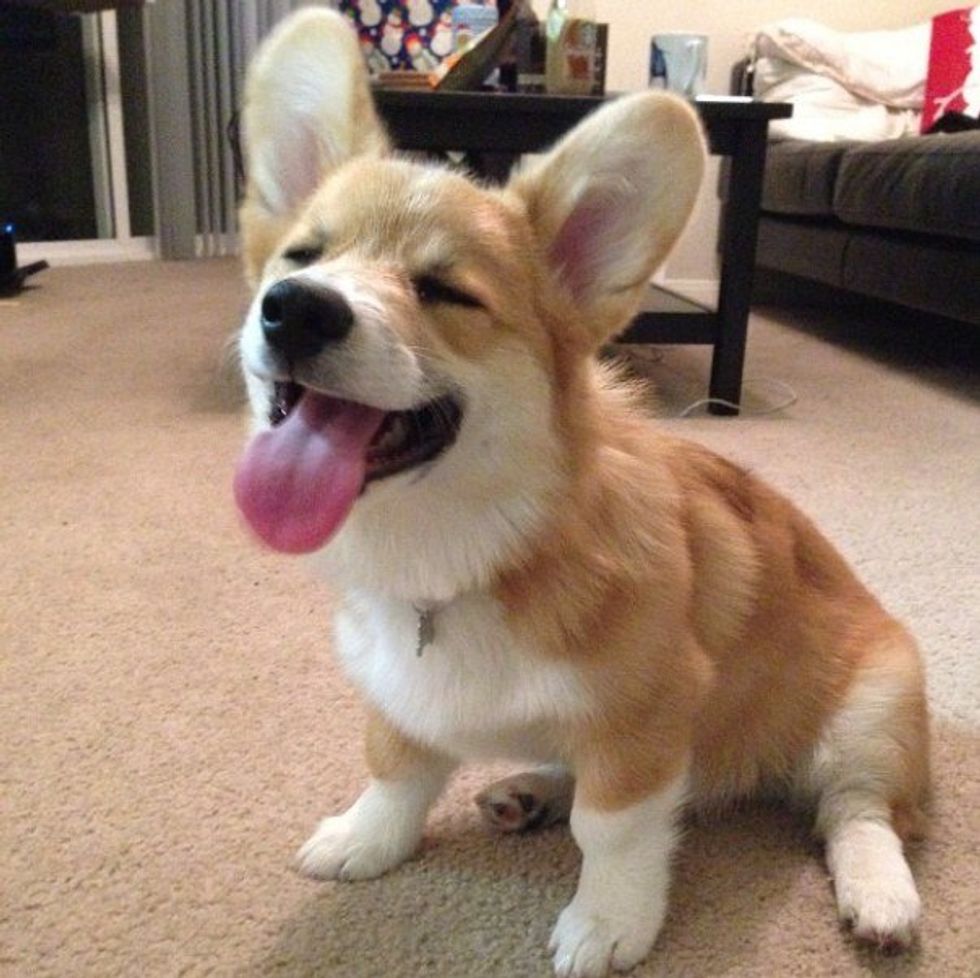 15 Reasons Why Corgis Are The Best Dog Ever