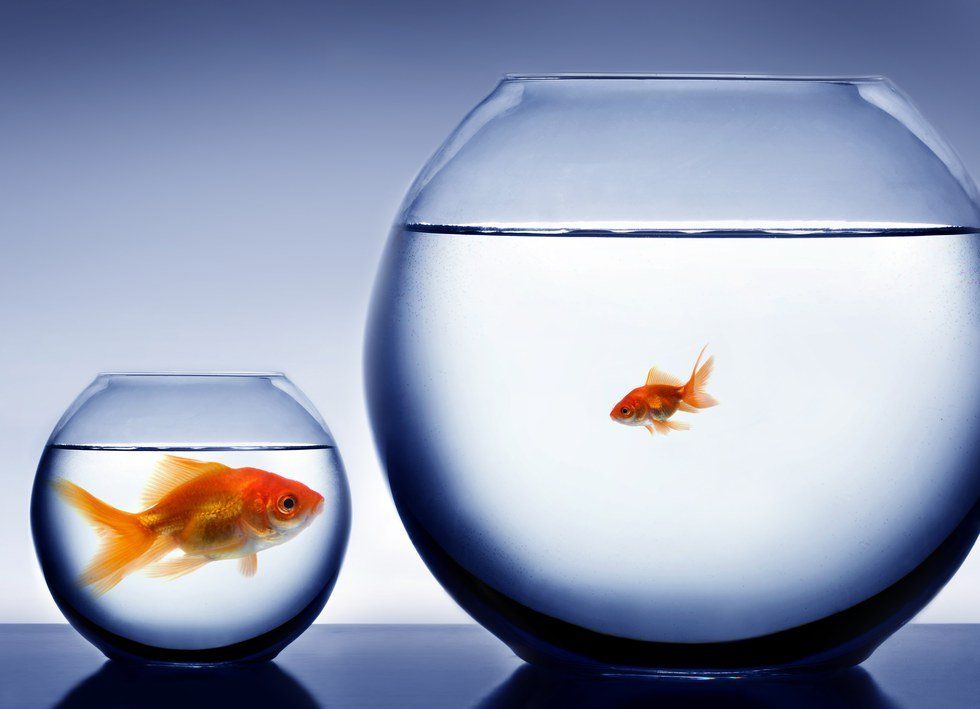 ​Why It’s Important To Be A Small Fish In A Big Pond