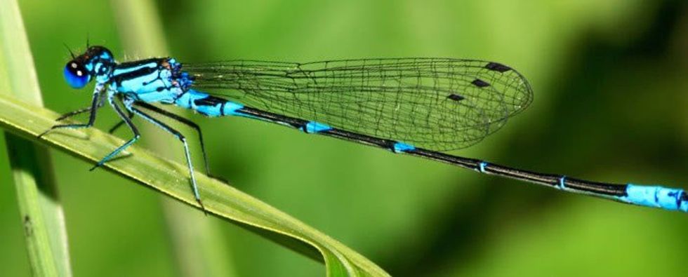 What A Dragonfly Means To Me