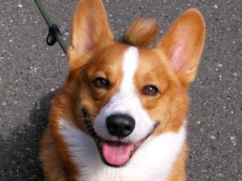 15 Corgi Pictures To Make You Smile