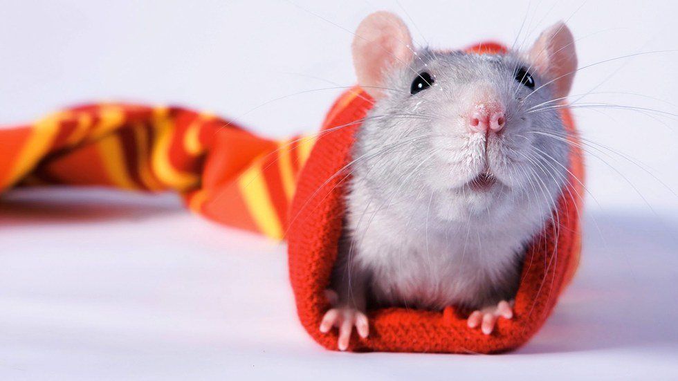 11 Reasons Pet Rats Shouldn't Get A Bad Rap