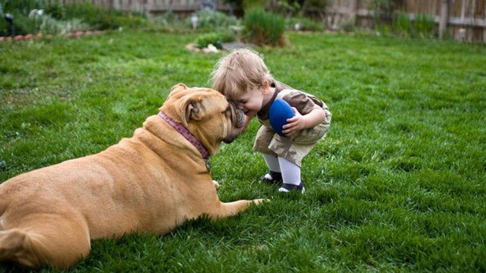 12 Dogs That Make The Best Family Pets