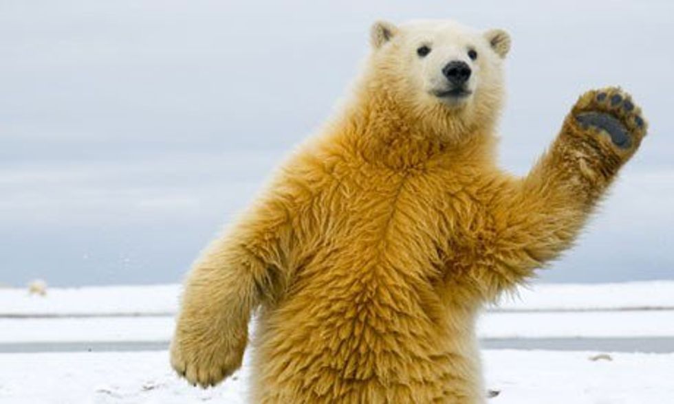 25 Polar Bears To Make Your Day Better